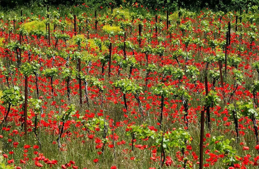Une Campagne En Provence Bras المظهر الخارجي الصورة