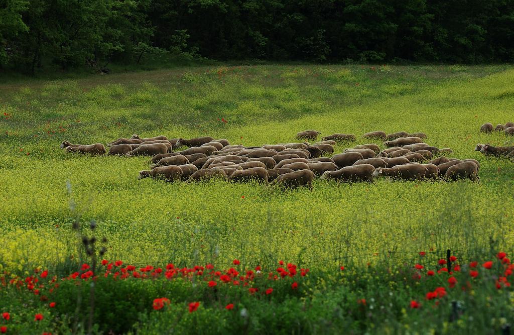 Une Campagne En Provence Bras المظهر الخارجي الصورة